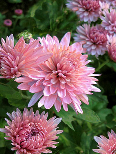 Chrysanthemum x hortorum 'Orchid Helen', Winteraster, Herbst-Chrysantheme