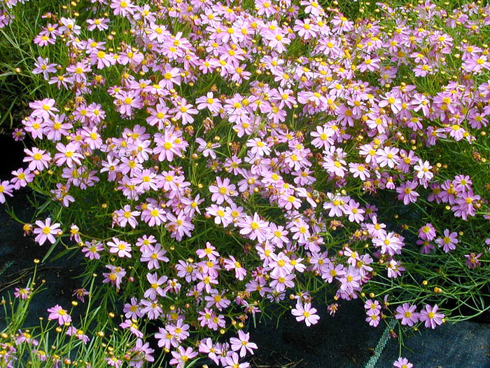 Das Gartenschönauge 'American Dream'