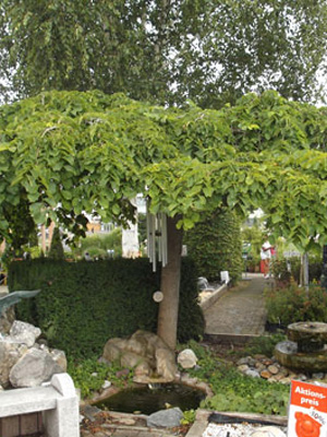 Ulmus glabra 'Pendula', Hängeulme - Hochstamm