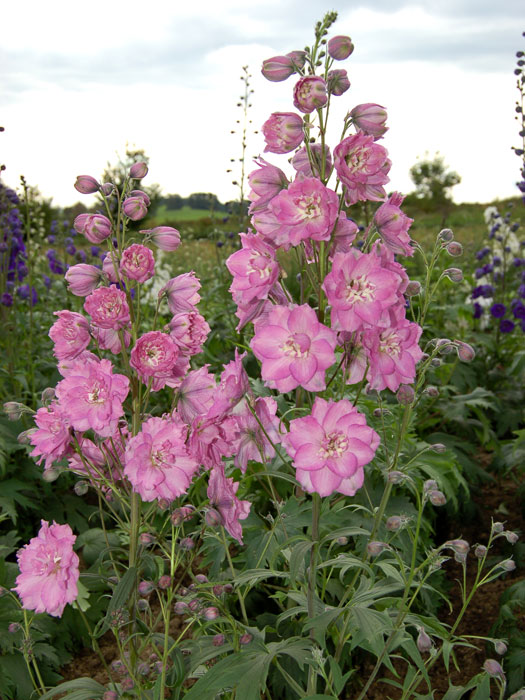 Delphinium-Hybride 'Sweethearts', Gefüllter Rittersporn