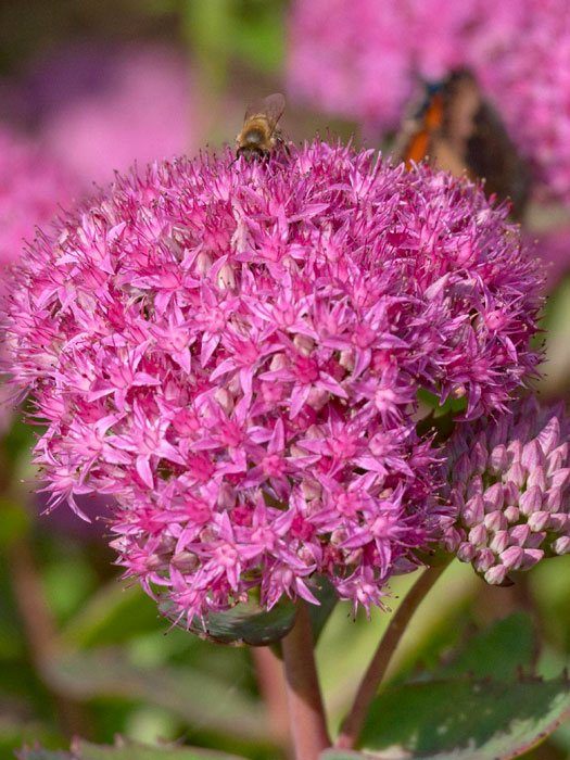 Sedum spectabile 'Carl', Rosa Mauerpfeffer, Steinbrech, Hohe Fetthenne, Fettblatt