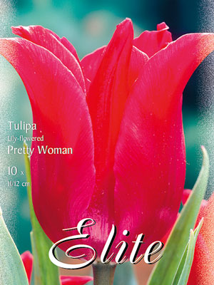 Lilienblütige Tulpe 'Pretty Woman' (Art.Nr. 595472)