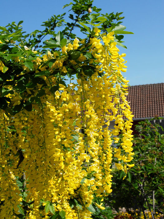 Edel-Goldregen Blüte