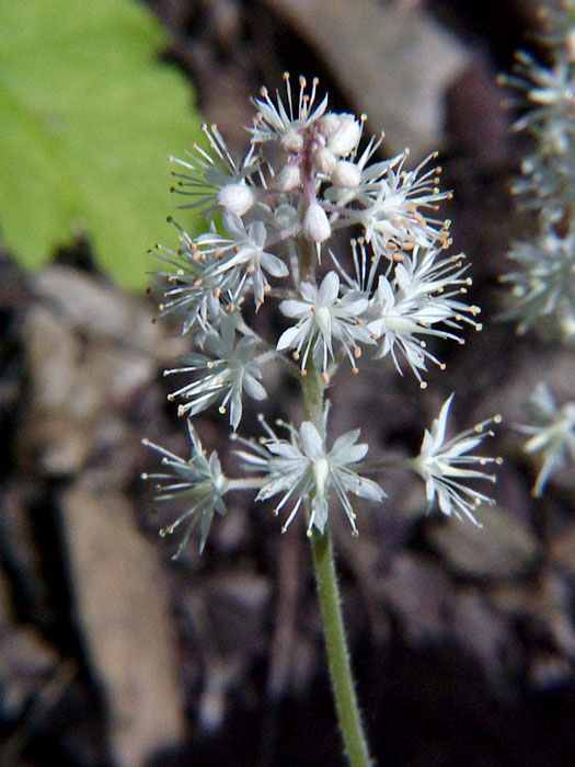 Schaumblüte Blütenstand