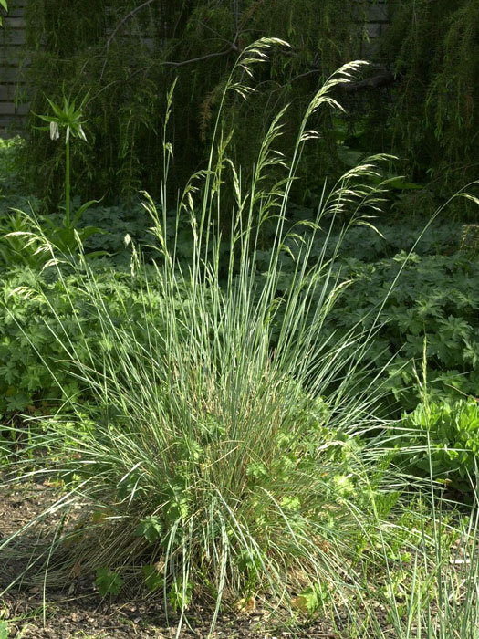 Helictotrichon (syn. Avena) sempervirens (M), Blaustrahlhafer