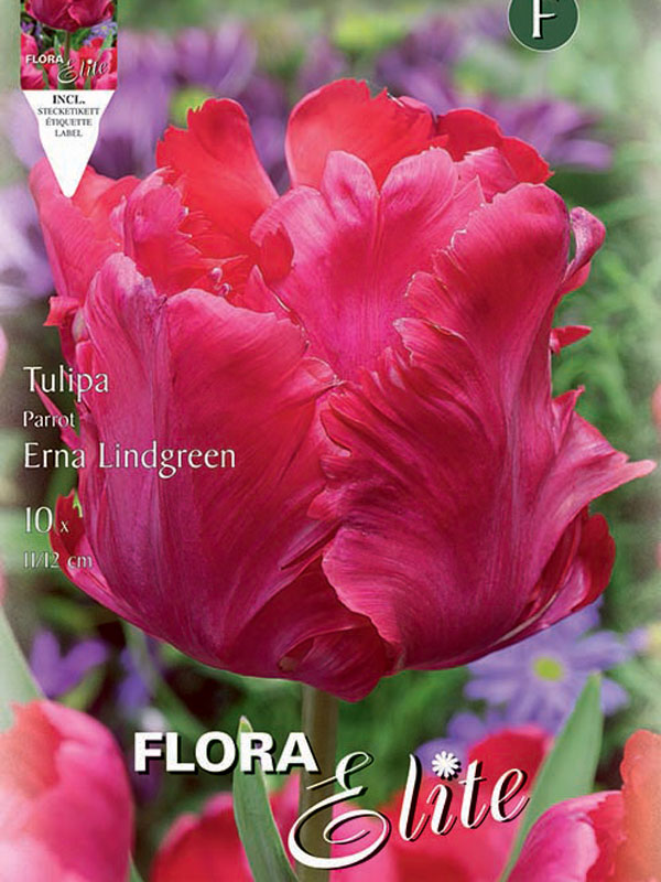 Tulpe Erna Lindgreen