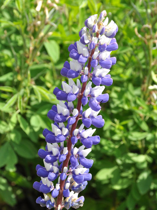 Lupinus polyphyllus 'Kastellan', Blaue Lupine, Wolfsbohne