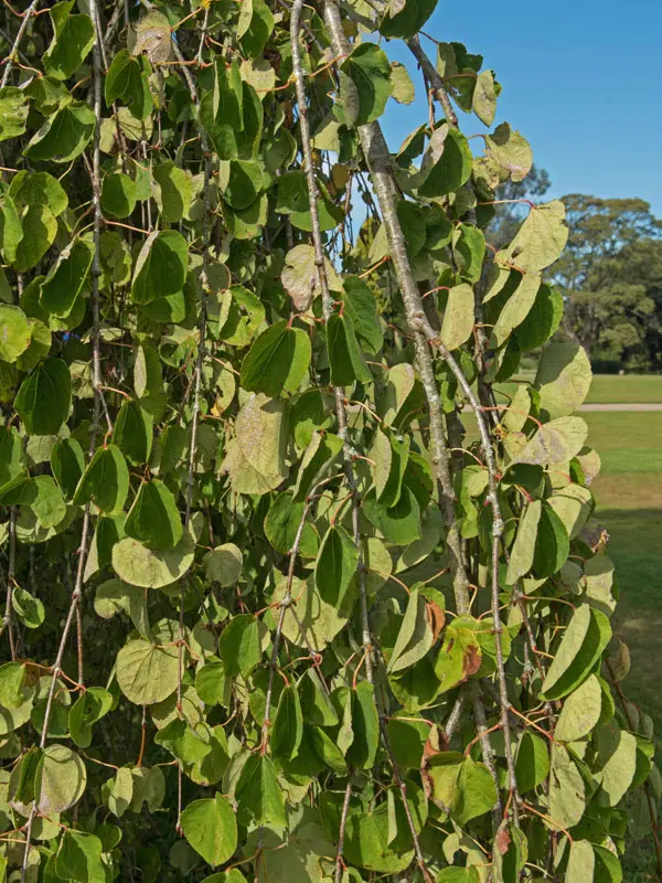 Cercidiphyllum japonicum 'Pendulum', Hängender Katsurabaum - Hochstamm