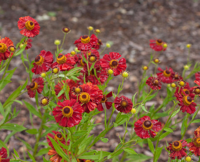 Helenium cultorum 'Red Army', Sonnenbraut