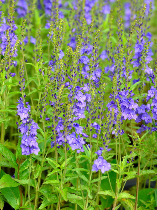 Veronica teucrium 'Knallblau' (M), Büschel-Ehrenpreis, Garten-Ehrenpreis