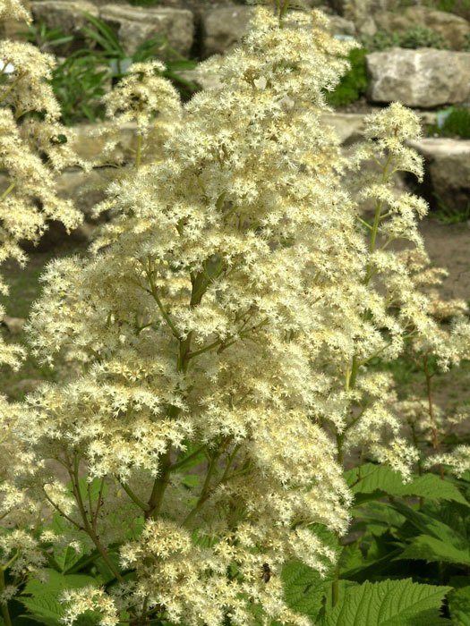 Rodgersia aesculifolia, Kastanienblättriges Schaublatt