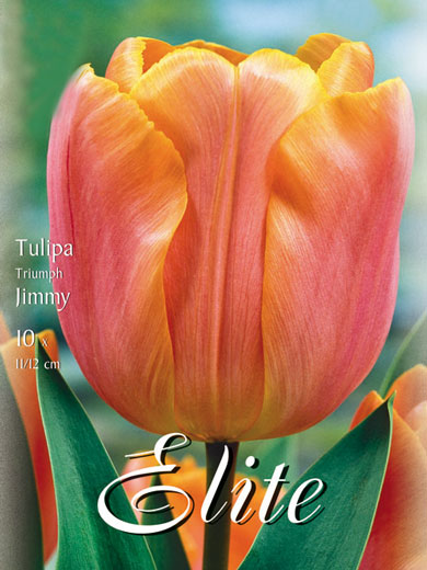 Triumph-Tulpe 'Jimmy' (Art.Nr. 595229)