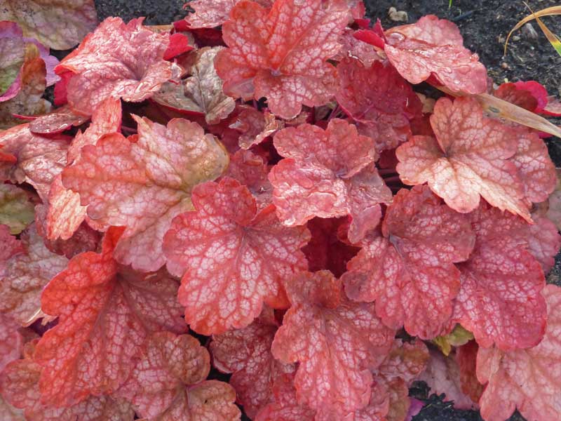 orange-rotes Laub der Heuchera 'Peach Flambé'