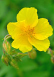 helianthemum-golden-queen56d6f4a6a744d