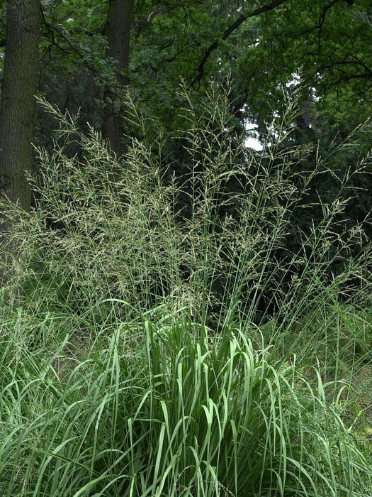 Molinia arundinacea 'Windspiel', Riesen-Pfeifengras, Hohes Pfeifengras