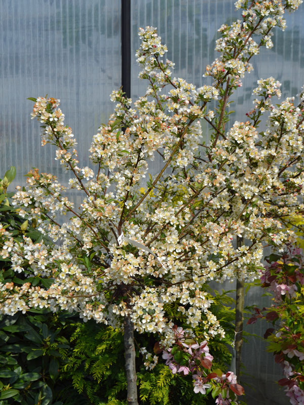 Malus 'Tina', Zierapfel - Stämmchen