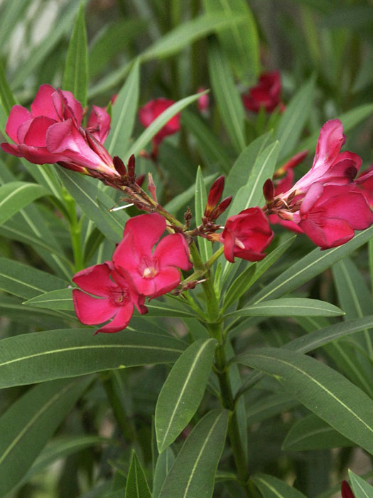 Nerium oleander, Oleander