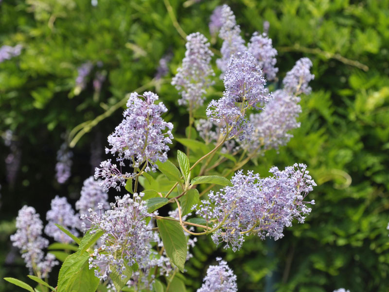 Ceanothus delilianus 'Gloire de Versailles', Blaue Säckelblume