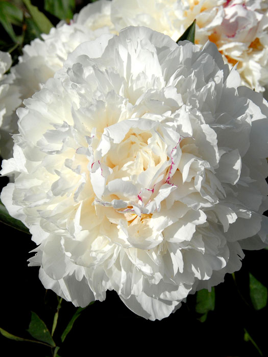 Paeonia officinalis 'Alba Plena', echte Bauern-Pfingstrose