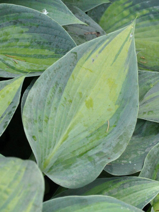 Hosta x tardiana 'June', Blaurand-Funkie, Blaugold-Funkie, Herzblattlilie