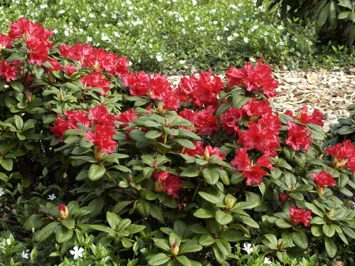 Rhododendron repens 'Scarlet Wonder'