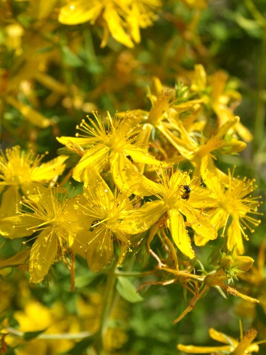 Johanniskraut, Hypericum perforatum