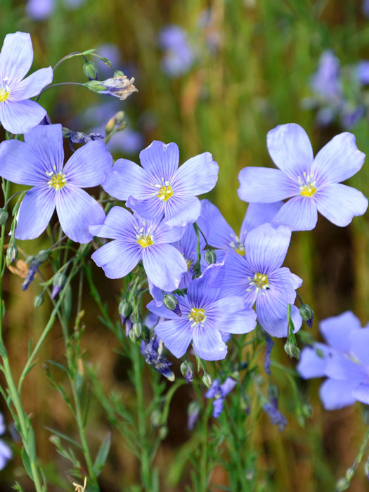 Linum perenne 'Nanum Saphir', Blauer Staudenlein, Gartenlein, Gartenflachs