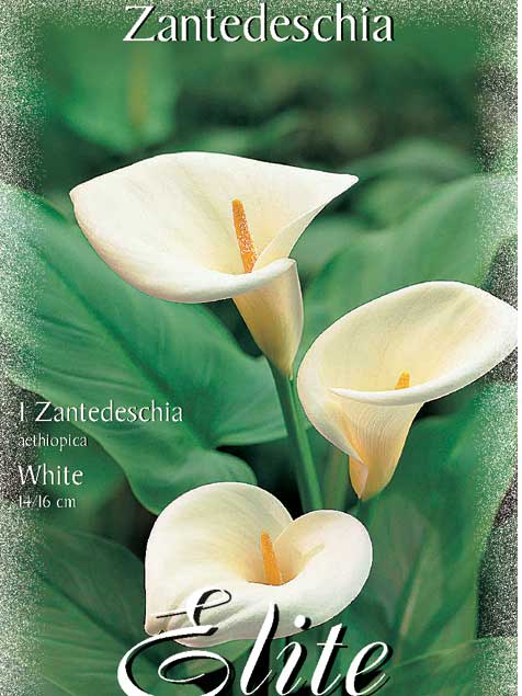 Calla 'White', Zantedeschia (Art.Nr. 522150)