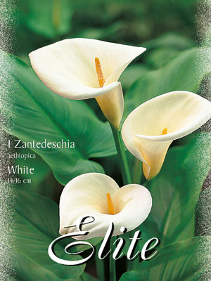 Calla 'Aethiopica', Zantedeschia (Art.Nr. 597420)