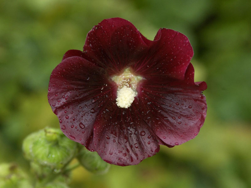 Alcea rosea 'Blacknight', Stockrose, englische Stockrose, Spotlight-Stockrose