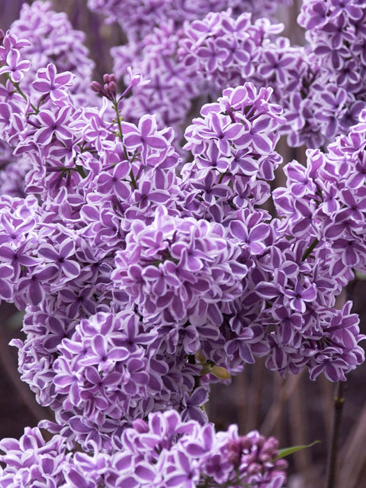 Edel-Flieder Sensation Blüte