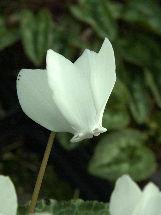 Cyclamen hederifolium 'Perlenteppich', weißes (Garten-) Herbst-Alpenveilchen