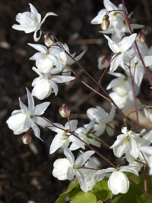 Blütenstand der Elfenblume 'Niveum'