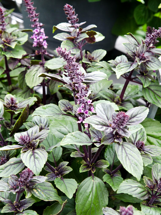 Strauch-Basilikum, Ocimum basilicum 'Magic Mountain'