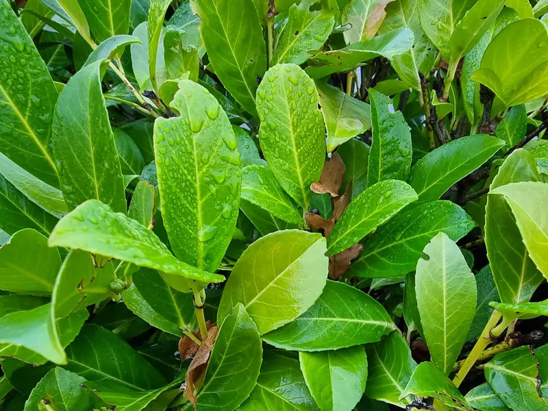 Prunus laurocerasus 'Rotundifolia', Kirschlorbeer