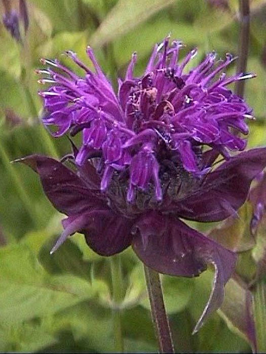 Monarda fistulosa 'Prärienacht' (M), Indianernessel