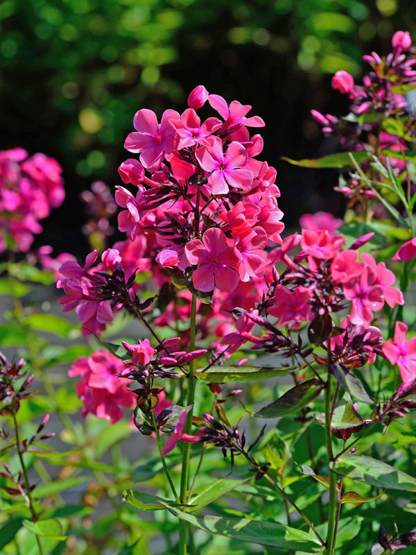 Nahaufnahme der Blüten von Phlox paniculata 'Winnetou' 