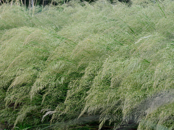 Achnatherum calamagrostis 'Algäu', (Syn.:  Stipa lasiagrostis 'Algäu'), Silber-Ährengras, Föhngras, Ränkegras