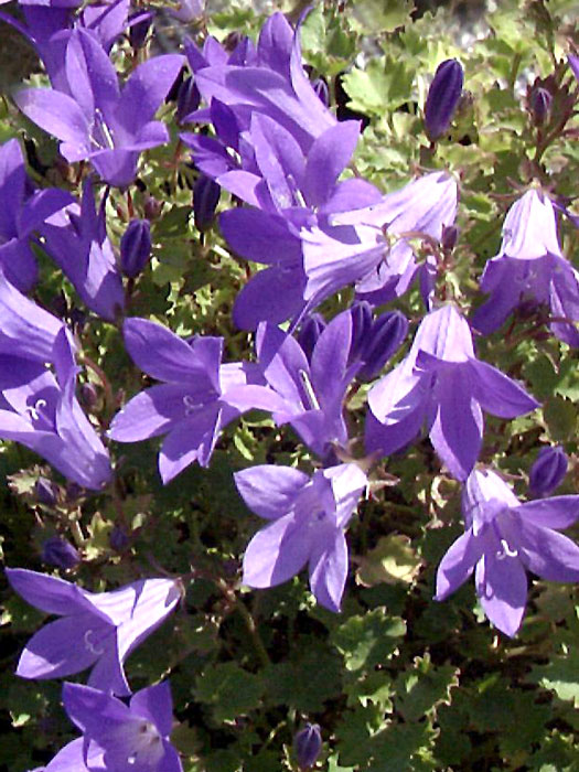 Campanula portenschlagiana 'Birch', Polsterglockenblume, Teppichglockenblume