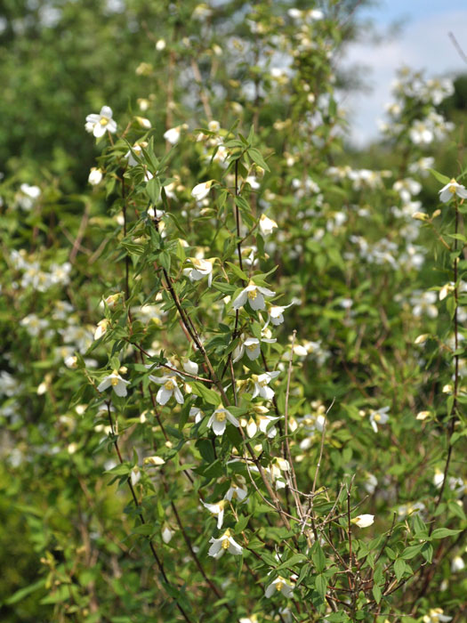 Pfeifenstrauch Erectus Hecke