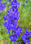 delphinium-atlantis56d85a57f08f3