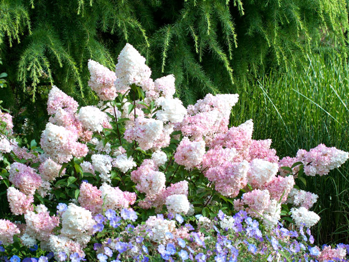 Hydrangea paniculata 'Vanille-Fraise'®