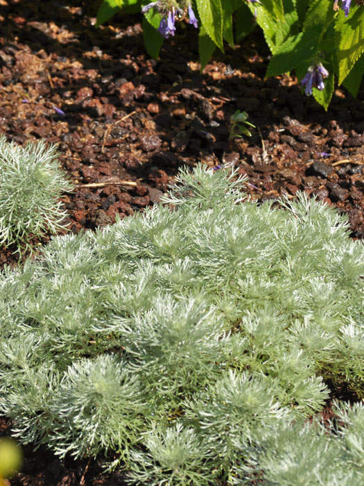 Artemisia schmidtiana 'Nana' (M), Zwerg-Silberraute, Polster-Silberraute