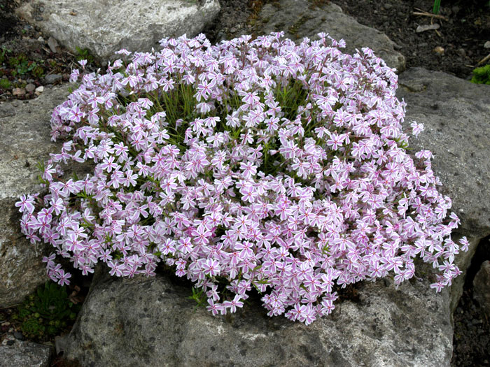 Phlox subulata 'Candy Stripes', Polster-Phlox Teppich-Phlox, Teppich-Flammenblume