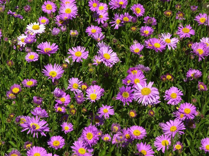 Aster alpinus 'Happy End' (M), Alpen-Aster, Frühjahrsaster