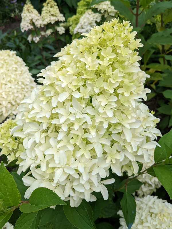 Hydrangea paniculata 'Bobo', Rispenhortensie