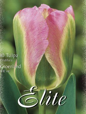 Viridiflora Tulpe 'Groenland' (Art.Nr. 595618)