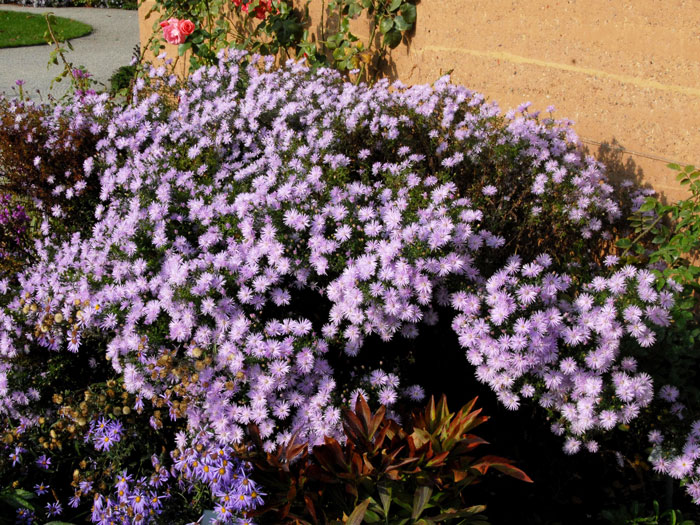 Aster amellus 'Lady Hindlip', Bergaster, Amellusaster