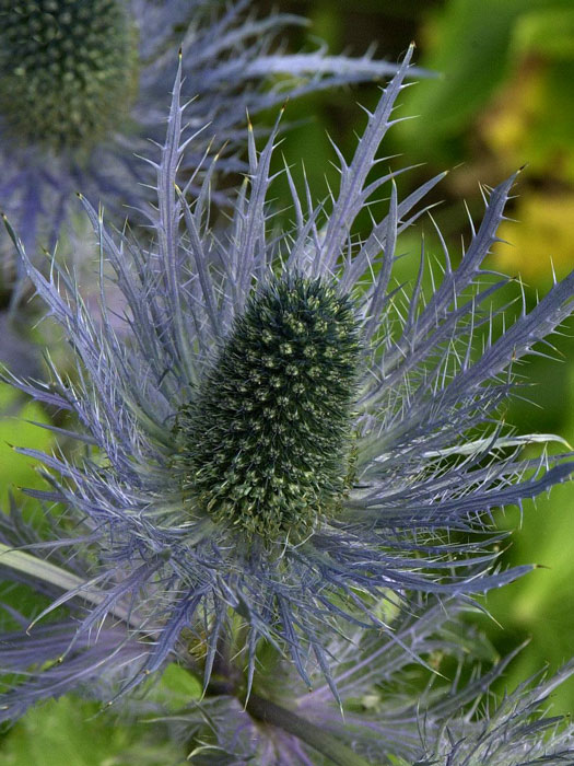 Eryngium alpinum 'Blue Star', Edeldistel, Mannstreu