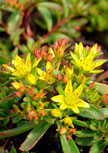 sedum-weihenstephan-gold56d9838f92d71